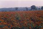 Coesfeld - 